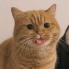 meawwchan