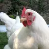 just.a.rooster