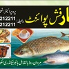 chinar_fish_point