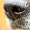 dog._.facts
