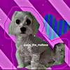 gucio_the_maltese