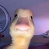 a.real.duck