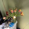 the_real_lily444