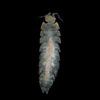 the_xangoniscus_antiquus