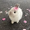 conmeohihihi02