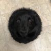 totsnotteddy