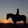 equestrian.life.m