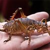 newborncricket