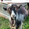 WVGoatMom