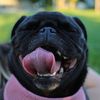animals_with_attitude