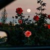 dolunay_262