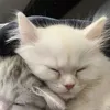 darsxwz_