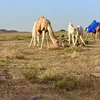 ka.al021