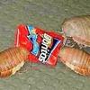 real.isopod.hours