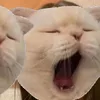 ajkjjpoatj0