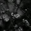 _cosmofragia_