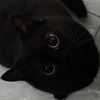 itsblackiecat