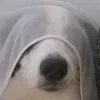 schpleechal
