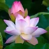user9497618180646