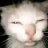 baitacado69