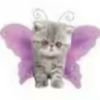 catsloveekat