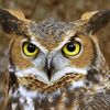 owlreturns1