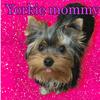 yorkie.mommy