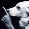 french_dog_joke