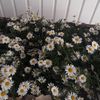 vinh1997_28