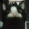 ikercat2