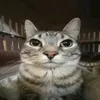 dboogb