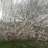 هەڵاڵەکوێستان