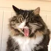 pastafabrikken