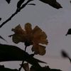 senamile567