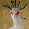 birdy_bird_