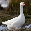 griffin_the_goose