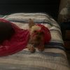 deejae