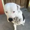 mellamoicra