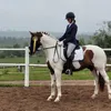 franssonnellie
