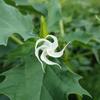 datura_stramonium_