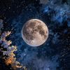 pluto_forgotten