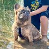 hollywoodpetz