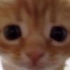 reibcat