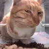 0riihs