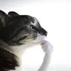arczns