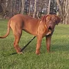 dimond.dk