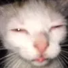 rokko_bong