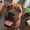 cheyanntheboxer3155