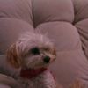 helpinganimalsheaven