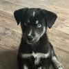Sully the Goberian